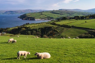 Sheep with green fields along coast