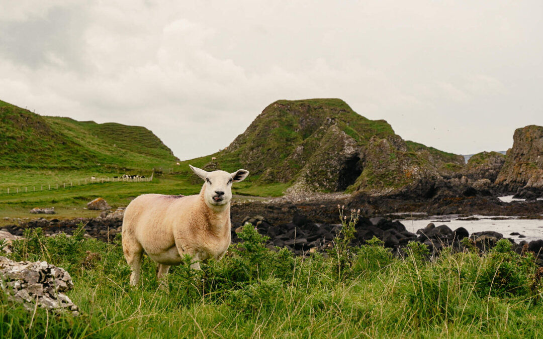 Lucky Enough VII 2026 Tour of Ireland