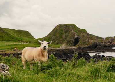 Lucky Enough VII 2026 Tour of Ireland